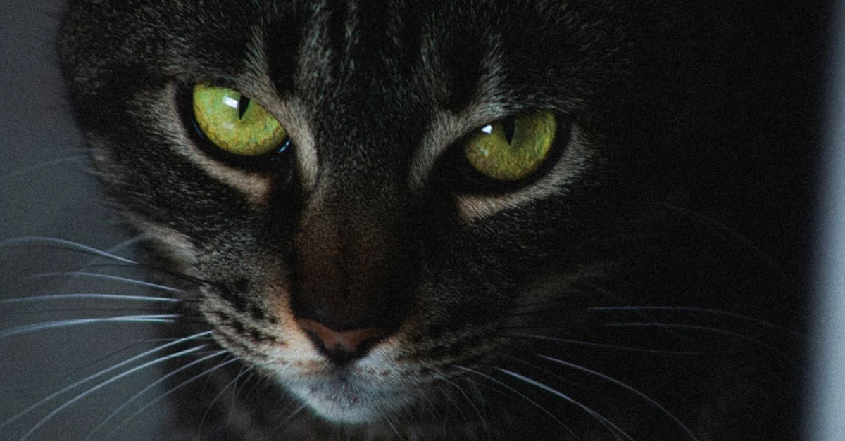 Un gros plan captivant d'un chat noir avec des yeux verts saisissants et des moustaches proéminentes.