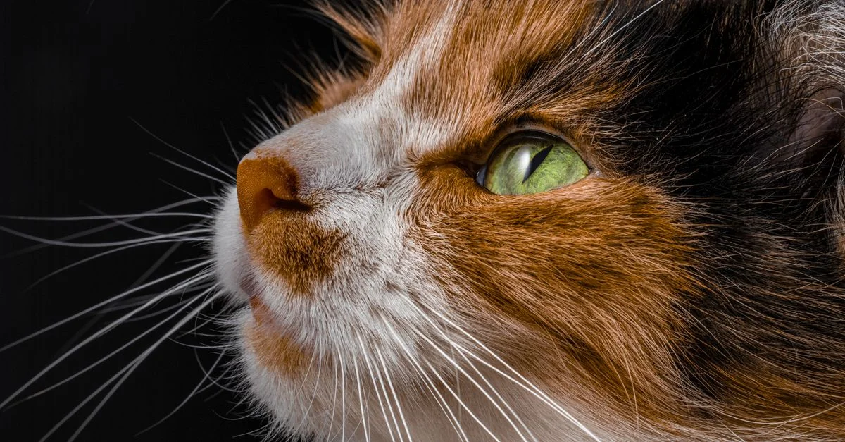 Profil détaillé d'un chat calico mettant en valeur ses yeux d'un vert éclatant sur fond sombre.
